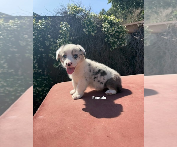 Medium Photo #2 Corgi-Aussie Puppy For Sale in OAKDALE, CA, USA