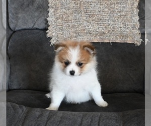 Pomeranian Puppy for sale in SUGARCREEK, OH, USA