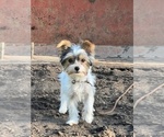 Small #10 Biewer Terrier