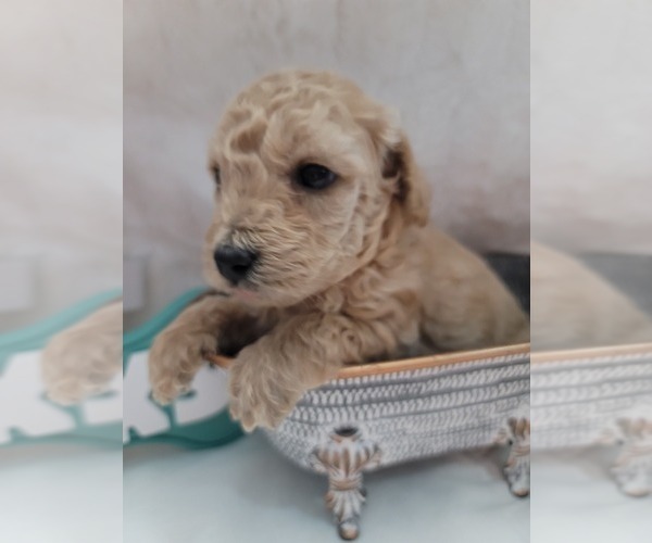 Medium Photo #1 Goldendoodle (Miniature) Puppy For Sale in LANETT, AL, USA