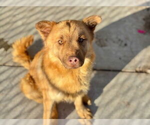 Chow Chow-Unknown Mix Dogs for adoption in Tulsa, OK, USA