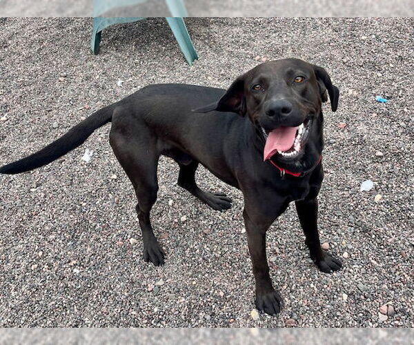 Medium Photo #1 Labrador Retriever-Unknown Mix Puppy For Sale in Webster, WI, USA