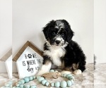 Small #4 Miniature Bernedoodle-Poodle (Miniature) Mix