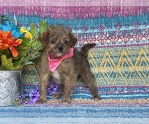 Shih-Poo Puppy for sale in LANCASTER, PA, USA