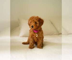 Maltipoo Puppy for sale in BEVERLY HILLS, CA, USA