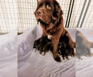 Mother of the Newfoundland puppies born on 12/26/2021