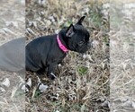 Small Photo #5 French Bulldog Puppy For Sale in WEST CHESTER, OH, USA