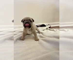 Boerboel Puppy for sale in CONROE, TX, USA