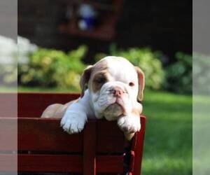 English Bulldog Puppy for sale in BERNVILLE, PA, USA