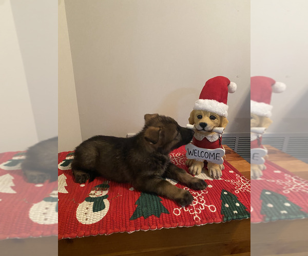 Medium Photo #7 German Shepherd Dog Puppy For Sale in DOUGLASVILLE, GA, USA