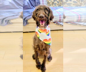 Poodle (Standard)-Unknown Mix Dogs for adoption in Rockaway, NJ, USA