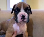 Small Photo #5 Boxer Puppy For Sale in EAST FISHKILL, NY, USA