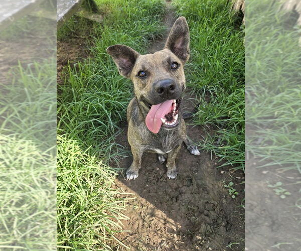 Medium Photo #6 Mutt Puppy For Sale in Abbeville, LA, USA