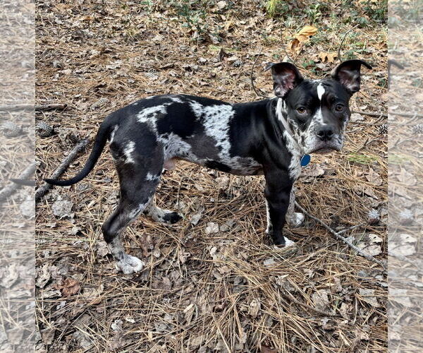 Medium Photo #2 Staffordshire Bull Terrier-Unknown Mix Puppy For Sale in Spring Lake, NC, USA
