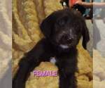 Puppy Hazel Aussiedoodle-Labradoodle Mix