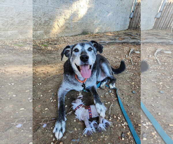 Medium Photo #3 Mutt Puppy For Sale in Philadelphia, PA, USA