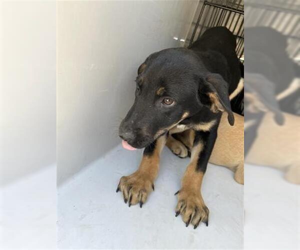 Medium Photo #1 Labrador Retriever-Unknown Mix Puppy For Sale in Houston, TX, USA