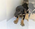 Small Labrador Retriever Mix