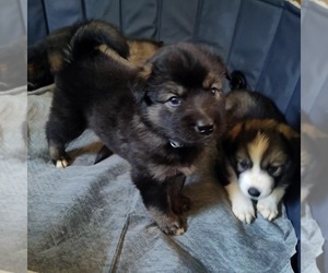 Rottweiler-Siberian Husky Mix Dog for Adoption in EATON RAPIDS, Michigan USA