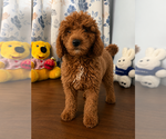 Small #5 Goldendoodle mix (+ Poodle Miniature)