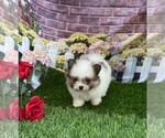 Small #11 Pomeranian
