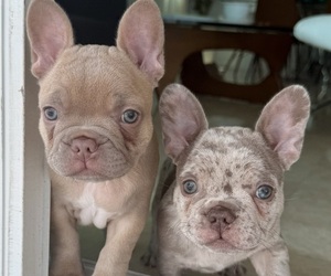 French Bulldog Litter for sale in MIAMI, FL, USA