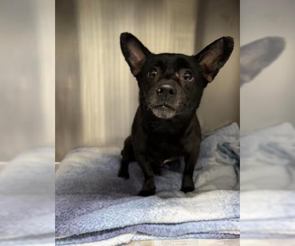 Medium Photo #1 Chihuahua Puppy For Sale in Bakersfield, CA, USA