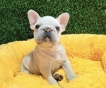 Small #3 French Bulldog