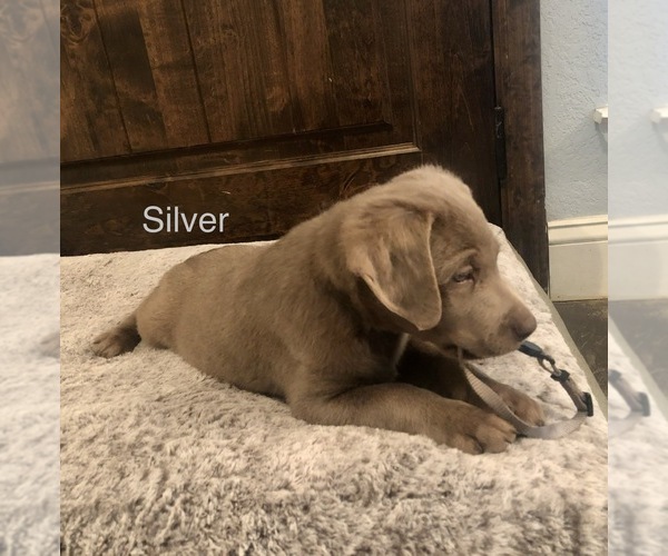 Medium Photo #1 Labrador Retriever Puppy For Sale in WEATHERFORD, TX, USA