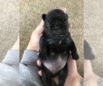 Small Photo #4 French Bulldog Puppy For Sale in NEW CASTLE, PA, USA