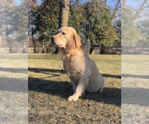 Mother of the Golden Shepherd puppies born on 01/04/2025