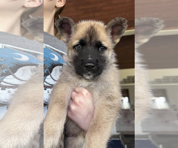 Medium Photo #2 German Shepherd Dog-Unknown Mix Puppy For Sale in Fort Worth, TX, USA
