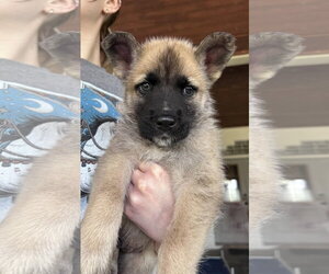*Maxim - Male German Shepherd Dog-Unknown Mix Dog for Adoption - Photo #2