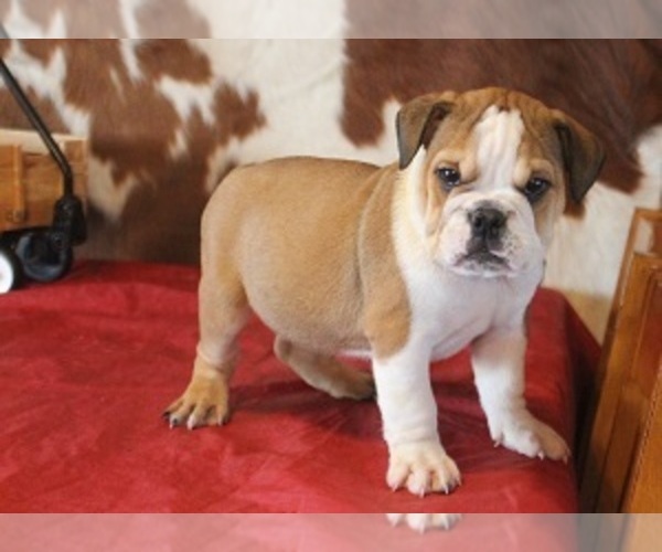 Medium Photo #1 English Bulldog Puppy For Sale in MARSHFIELD, MO, USA