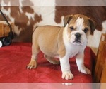 Small Photo #1 English Bulldog Puppy For Sale in MARSHFIELD, MO, USA