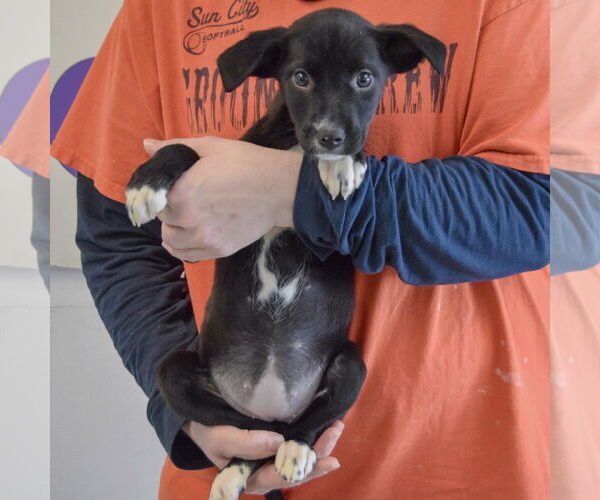 Medium Photo #4 Border Collie-Unknown Mix Puppy For Sale in Huntley, IL, USA