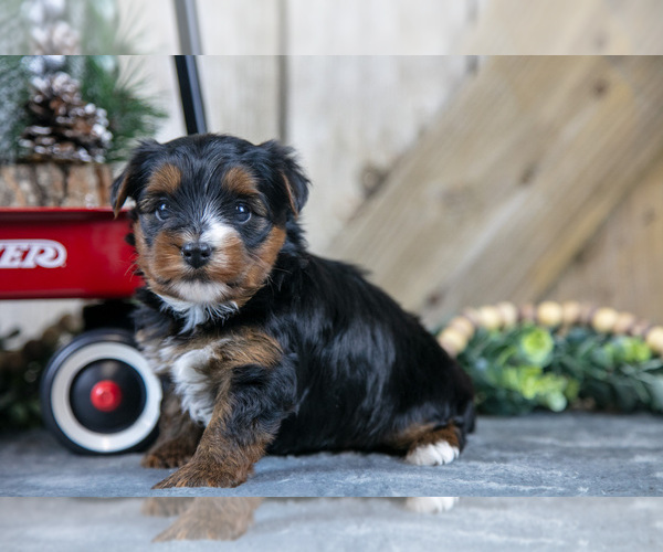 Medium Photo #2 Yorkshire Terrier Puppy For Sale in GREENWICH, OH, USA