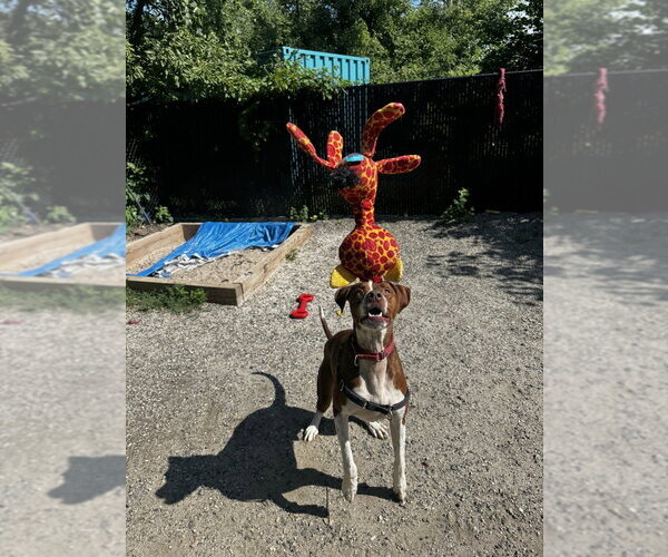 Medium Photo #9 Boxador Puppy For Sale in Elmsford, NY, USA