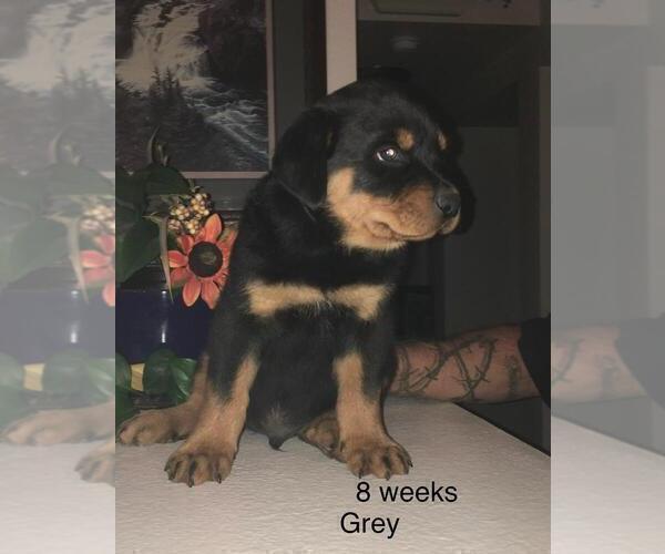 Medium Photo #3 Rottweiler Puppy For Sale in VICTORVILLE, CA, USA
