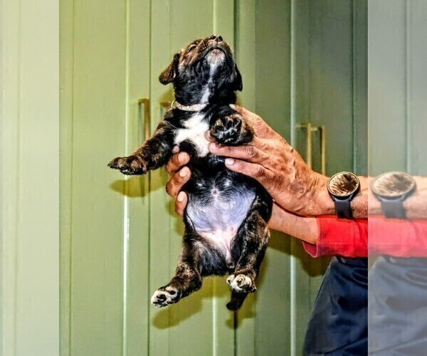 Medium Photo #23 Presa Canario Puppy For Sale in PHILADELPHIA, PA, USA