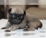 Small #3 Pug