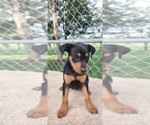 Miniature Pinscher Puppy for sale in ESTHERVILLE, IA, USA