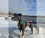 Small #4 American Pit Bull Terrier-American Staffordshire Terrier Mix