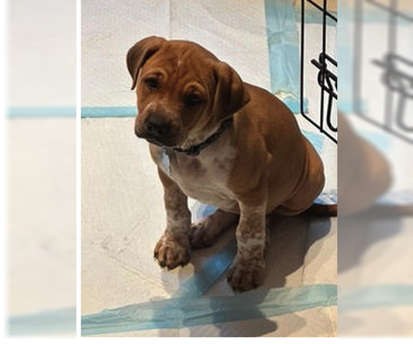 Medium Photo #3 Mutt Puppy For Sale in Plainfield, IL, USA