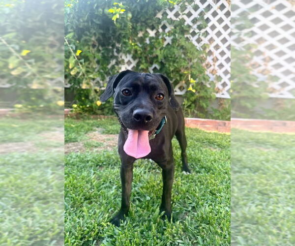 Medium Photo #9 Labrador Retriever-Unknown Mix Puppy For Sale in San Diego, CA, USA