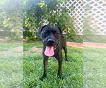 Small #8 Labrador Retriever Mix