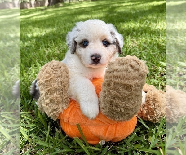 Medium Photo #9 Miniature Australian Shepherd Puppy For Sale in ANTHONY, FL, USA