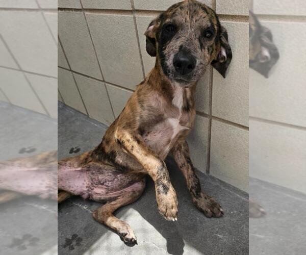 Medium Photo #2 Black Mouth Cur-Labrador Retriever Mix Puppy For Sale in Corpus Christi, TX, USA
