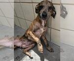 Small #1 Black Mouth Cur-Labrador Retriever Mix