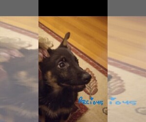 German Shepherd Dog Puppy for sale in ONEONTA, NY, USA